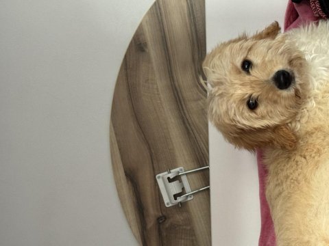 Oyuncu eğitimli maltipoo