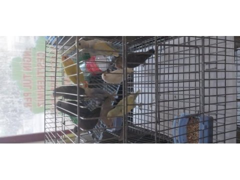 10 adet sevda papağanı yavru