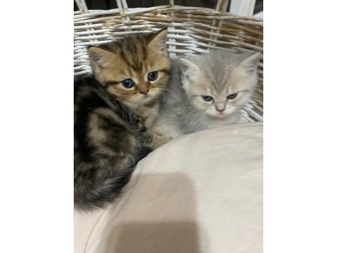 Safkan british shorthair
