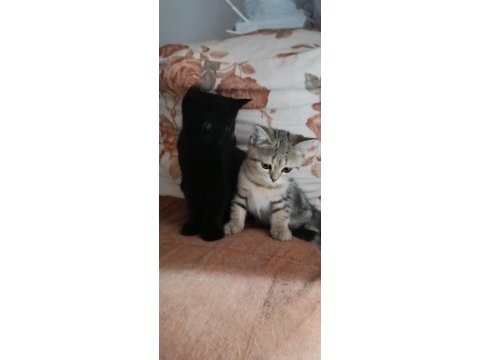 British shorthair silver tabby