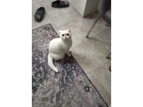 Scottish straight shorthair white dişi