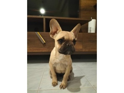 6 aylık dişi coco fawn french bulldog