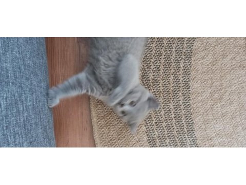 Scottish fold dişi çok tatlı şirin mi şirin