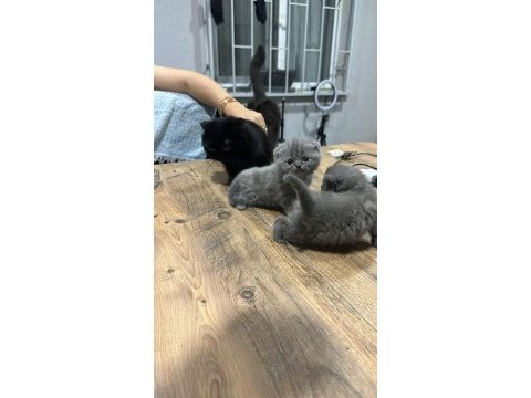 Mükemmel özelliklerde scottish fold kedilerimiz