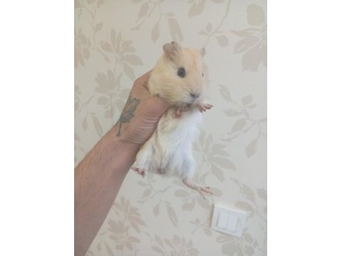 Ginepig bebekler