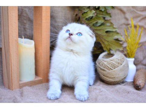 Bembeyaz ns1133 scottish fold shorthair 