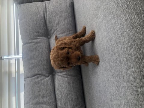 Sağlık garantili çiş ped eğitimli toy poodle yavrumuz