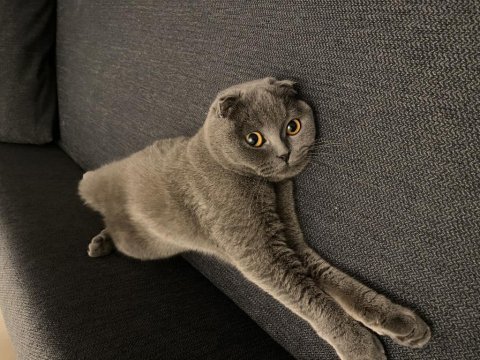 Dişi kedimize acil erkek aday arıyoruz