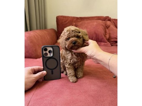 Red brown mini poodle bebekler 