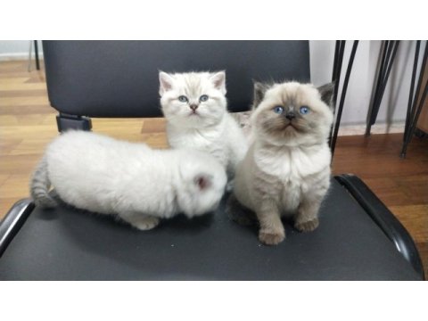 Bebek british shorthair