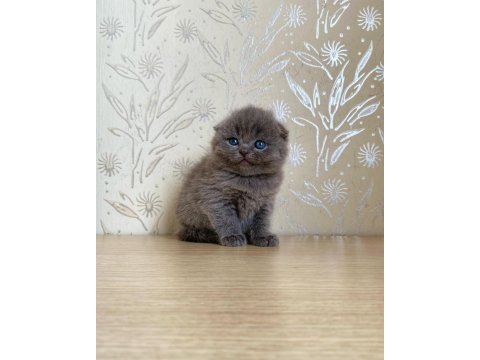 A kalite scottish fold