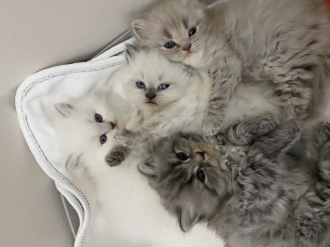 Anne kedi ve yavru kediler sahiplendirilecek