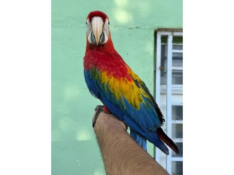 Teslime hazır scarlet macaw yavrumuz