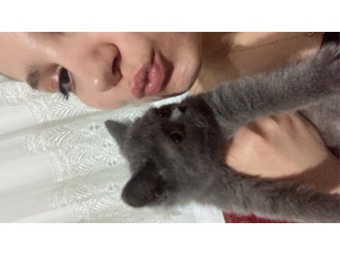 3 aylık yavru scottish fold bebiş