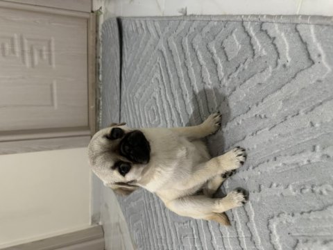 2 aylık pug safkan