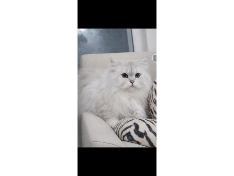 Eşleşme ilanı british longhair