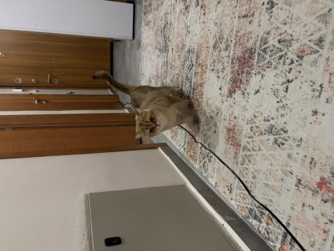 Dişi ve erkek kedimiz ücretsiz sahiplendirilecektir