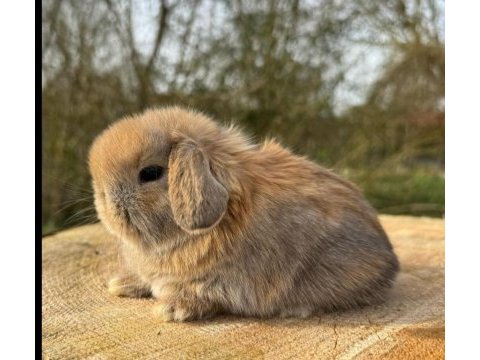 Hollanda lop ve teddy lop yavrular