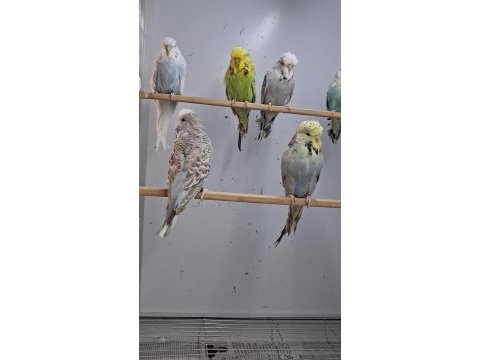 Show jumbo muhabbet kuşları