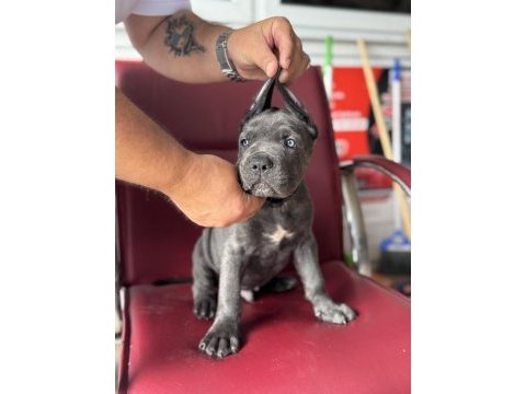 Dev bebekler a kalite cane corso