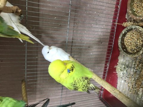 Ele alıştırmalık yeni yeme düşmüş show jumbo kuşlar