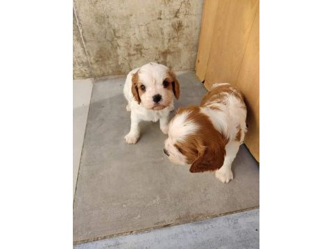 Cavalier king charles bebekleri