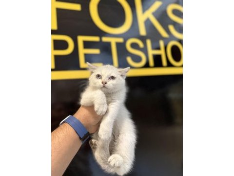 Britsh shorthair yavrular iki aylık
