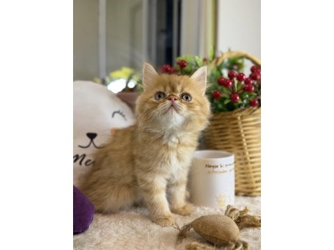 Safkan iran persian