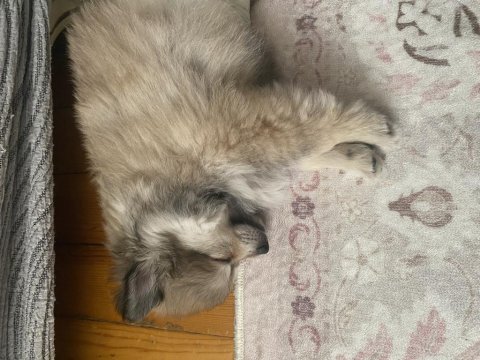 2 aylık erkek yavru pomeranian
