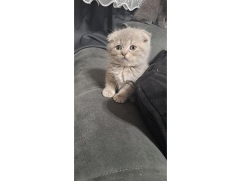 Scottish fold kedisi minnoşum