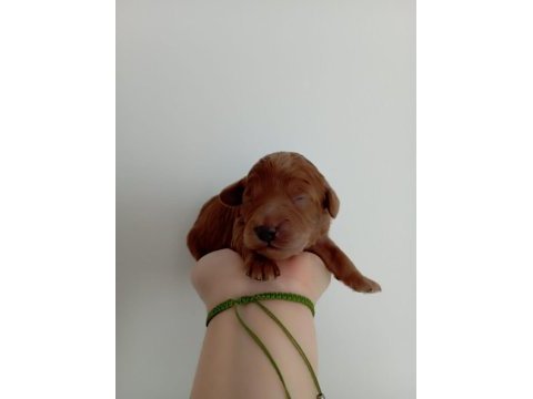 Toy poodle yavrumuz
