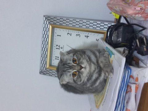Süper uysal bir abla british shorthair