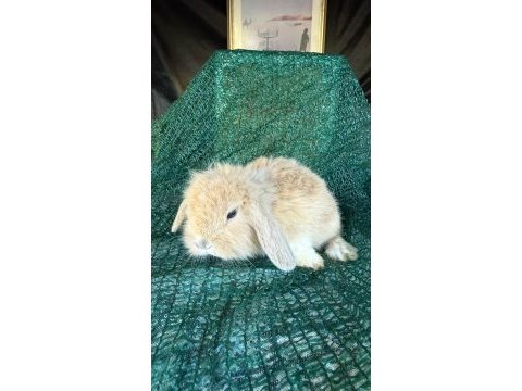 Hollanda lop ve cüce tavşan yavruları