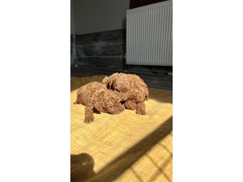 Red brown kore toy poodle yavrularımız