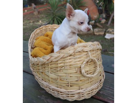 Chihuahua dişi elma kafa küt burun a kalite