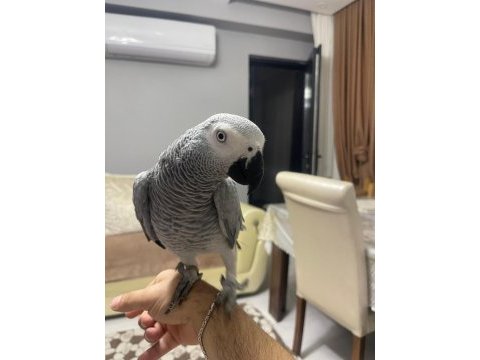 Mükemmel bakımlı erkek jako üst düzeyde konuşur