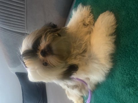 Shih tzu 4 aylık yavru