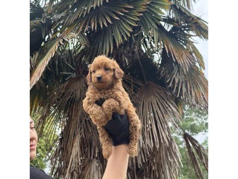En güzel poodle köpekler