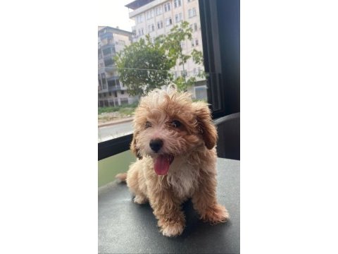 Vex 6 aylık maltipoo