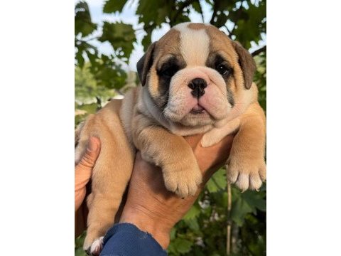 Tombiş bulldog çocuklar