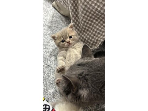 British shorthair akıl küpüm