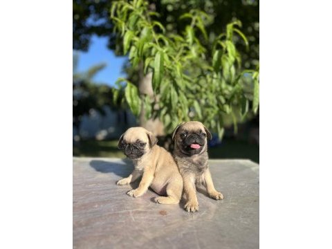 Kalite isteyen pug
