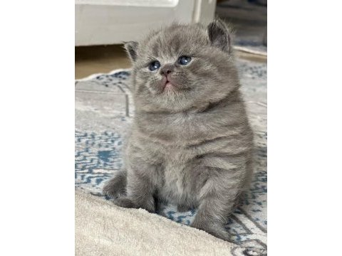 British shorthair ve scottish fold kedilerimiz