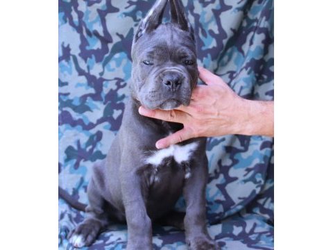 Fcı-kıf secereli safkan cane corso yavrular