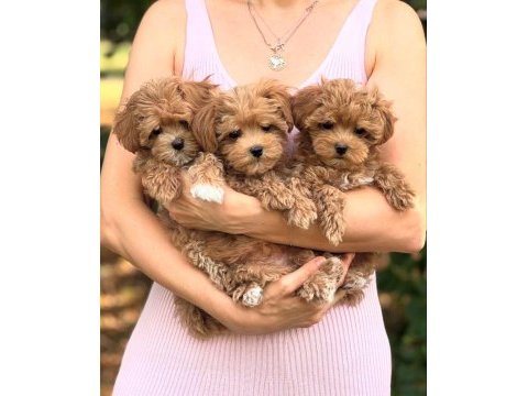 Dizayn ırk maltipoo yavrular