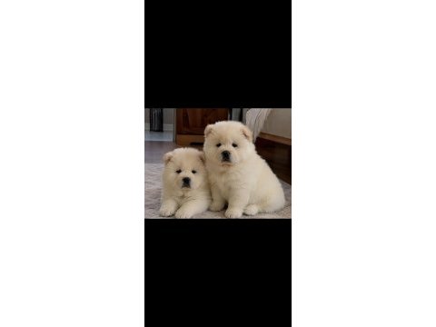 Çin aslanı yavru köpekler