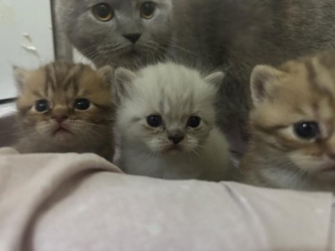Harika bebek kediler