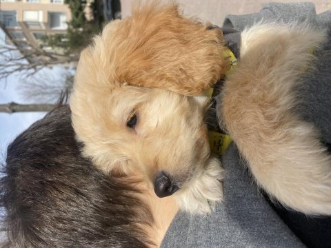 Poodle ve golden karışımı goldendoodle bebeğimiz