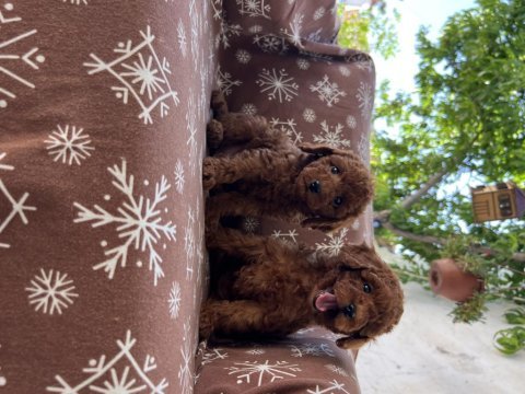 Toy poodle red brown bebekler