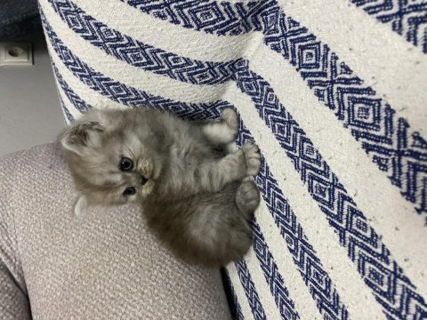 Küt burun bebek kediler